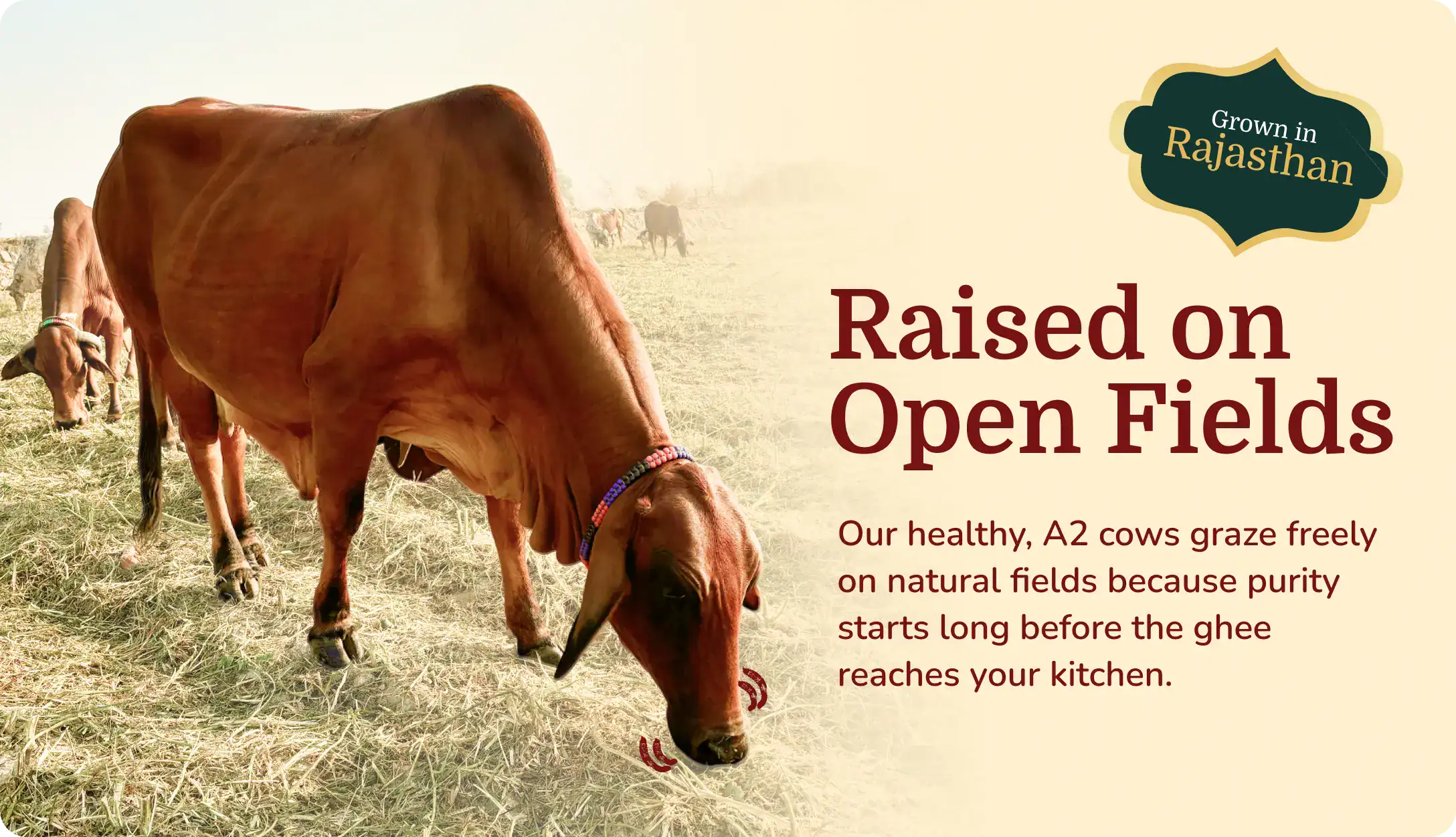 Maati Naturals A2 Desi Cow Ghee process and quality proof