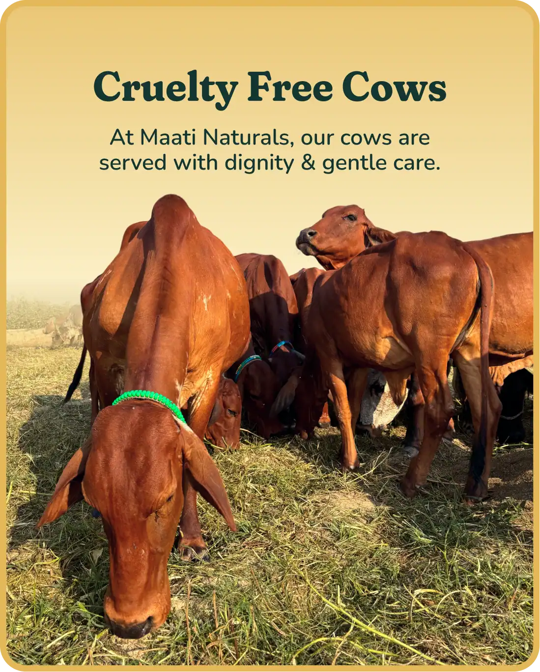 Maati Naturals cows and natural care