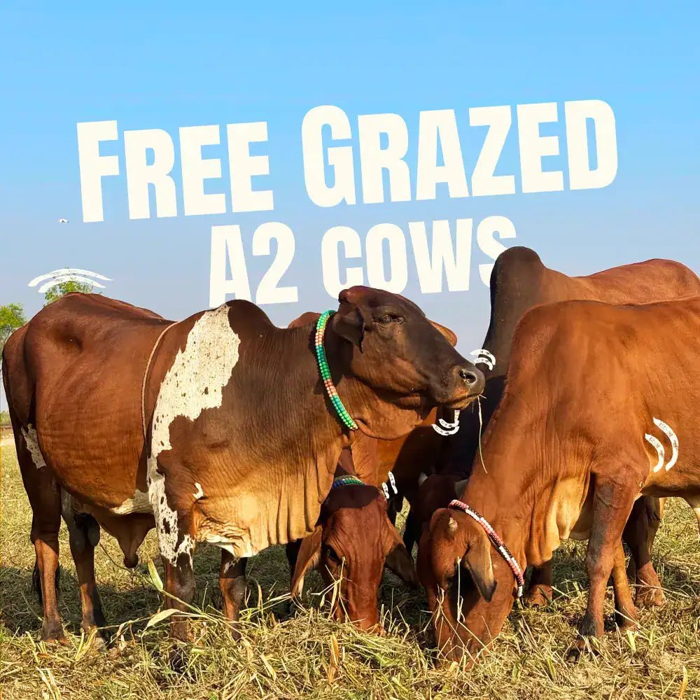 Free grazed cows on a Maati Naturals farm